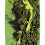CREATURE GARDNER SHATTER PROOF DECK 8.84